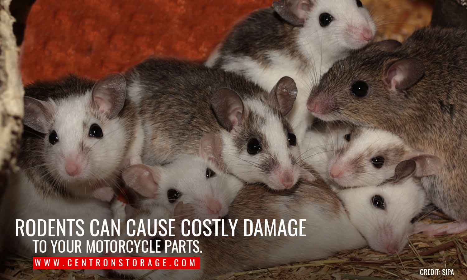 Rodents can cause costly damage to your motorcycle parts.