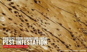 Protect your furniture from pest infestation